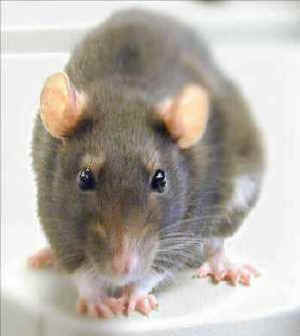 toxicity testing mouse mice rat