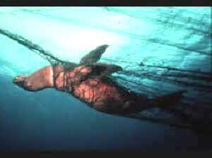 bycatch overfishing