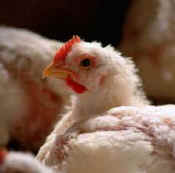 hen chicken egg