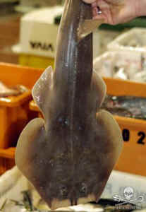 Brazilian Guitarfish Sea Shepherd