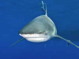 CITES white tipped shark Sea Shepherd