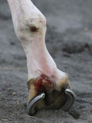 California Chrome injury