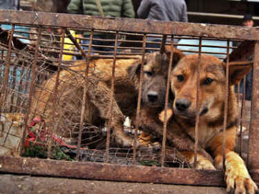 Chinese rescue dogs slaughter