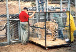 Colton tiger rescue
