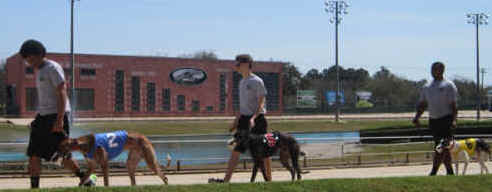 Greyhound dog racing