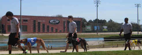 Greyhound dog racing