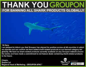 Sea Shepherd Groupon sharks