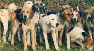 fox hunt fox hunting hounds