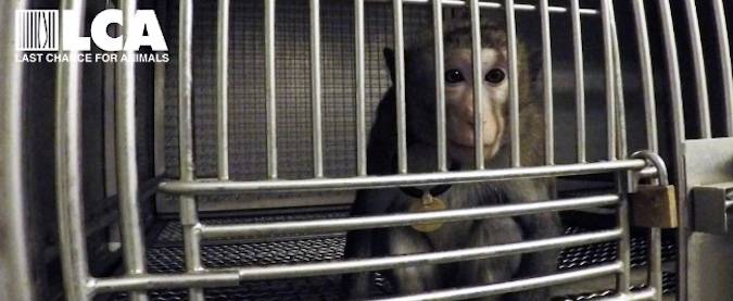 caged monkey