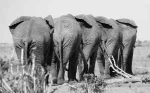 elephant ivory poached