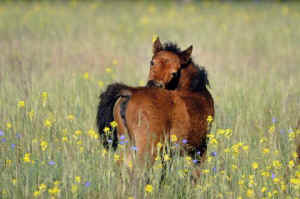 wild horses birth control