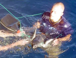 longline fishing overfishing shark turtle