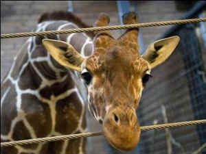 Marius zoos conservation