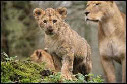 Marius zoos conservation