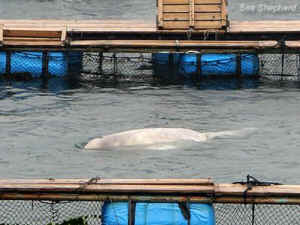 Belugas Sea Shepherd