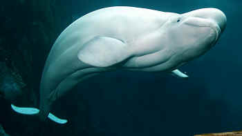 Beluga whale