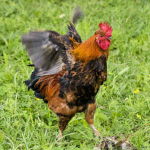 rooster Rufus Wainwright