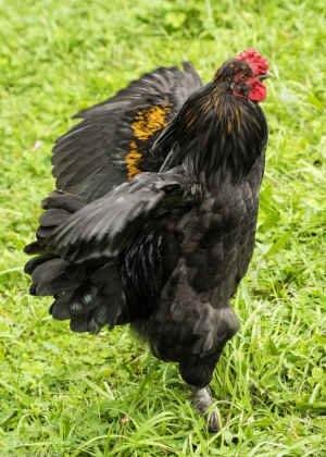 rooster Rufus Wainwright
