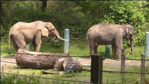 Seattle zoo elephant Chai Hansa