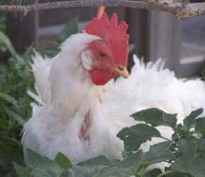 Spike egg laying hen