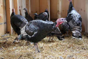 Staten Island turkeys Catskill sanctuary