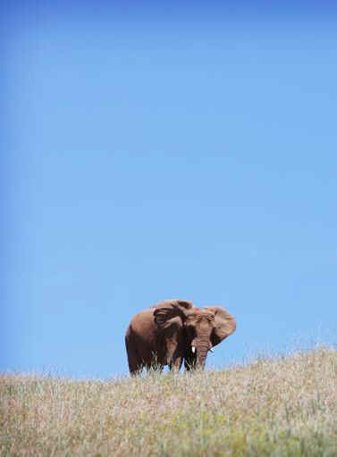 Toronto elephants PAWS