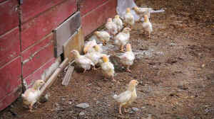 chicks factory farm