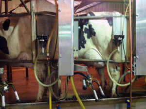 cow milking machine