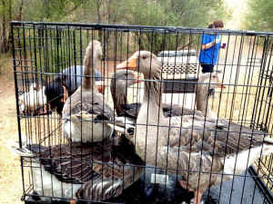 waterfowl rescue from drought