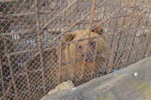 captive bears