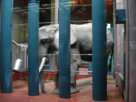Watoto zoo elephant
