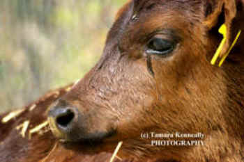 dairy calf