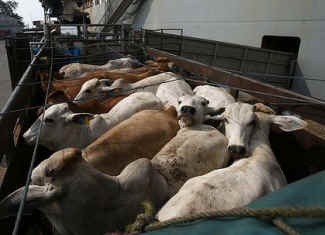 cow cattle live export transport