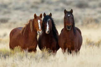 ban horse slaughter BLM roundup