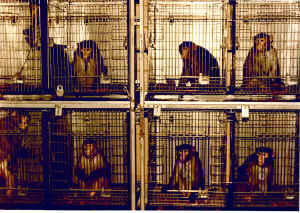 Air France monkeys vivisection