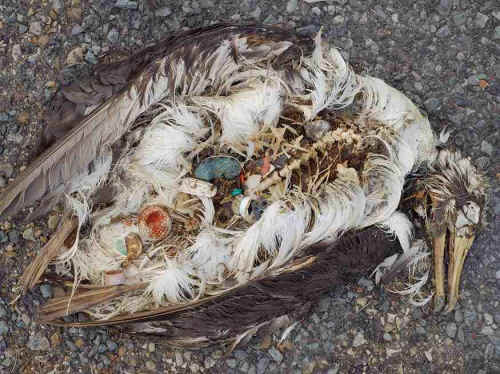 dead albatross full of garbage