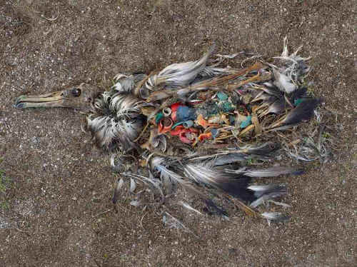 dead albatross full of garbage