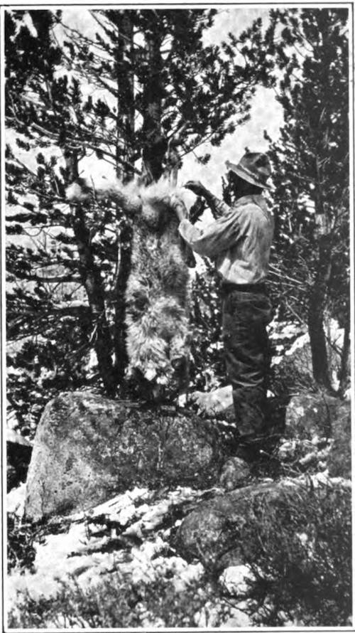 Wolf skinning