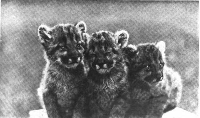 Baby Mountain Lions