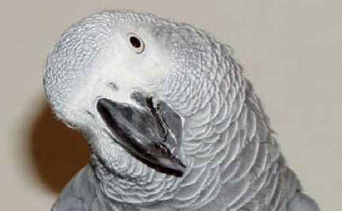african gray parrot