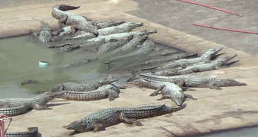 alligator skin cruelties
