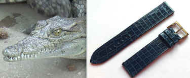 alligator skin cruelties