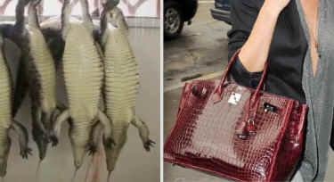 alligator skin cruelties
