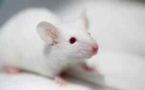 white rat