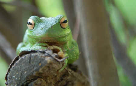 green frog