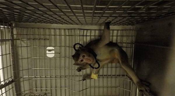 caged macaque