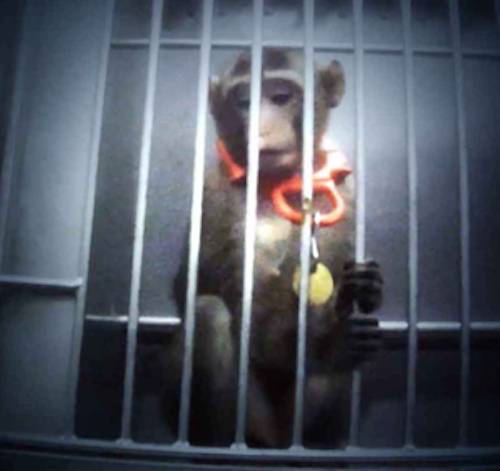 macaque Grace