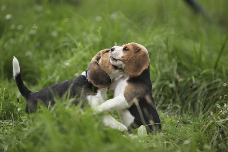 happy beagles