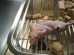 rat with tumors