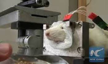 rat brain study